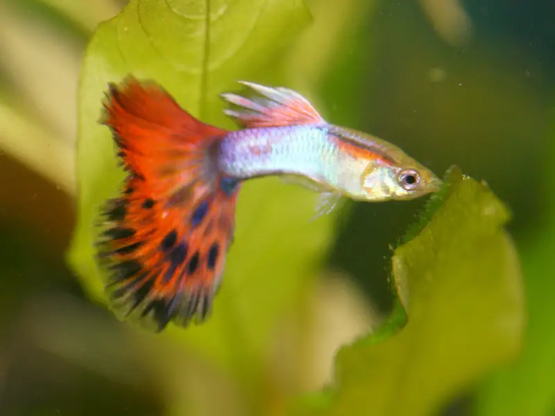 Can Guppies Live With Bettas In The Same Tank? AquariumPub