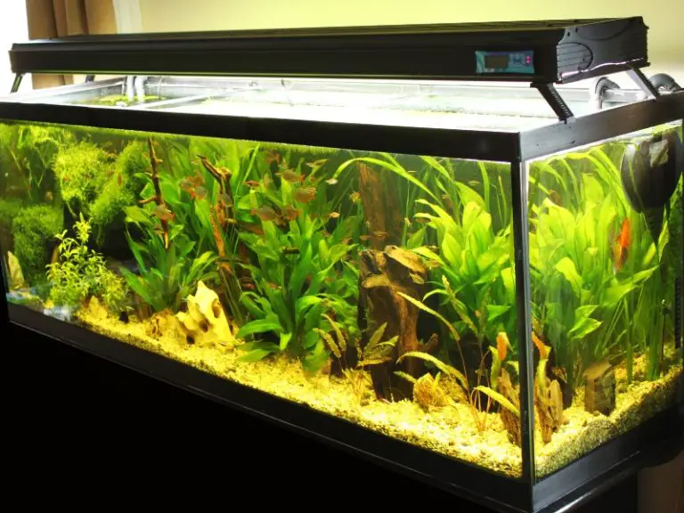 Banana Plant Aquarium The Ultimate Guide AquariumPub