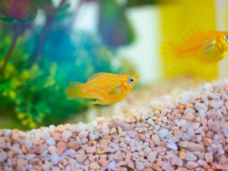 Caring for Pregnant Molly Fish