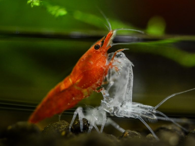 Cherry Shrimp Care