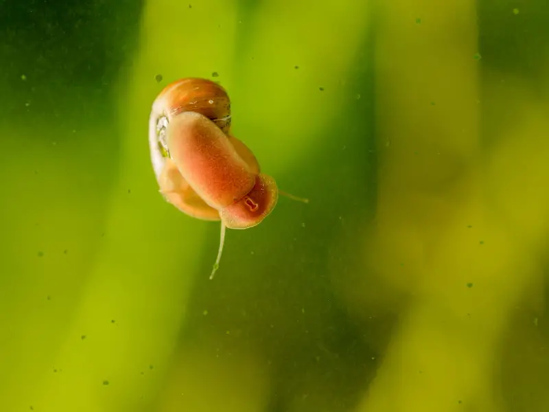 Do Snails Have Teeth? Uncovering The Truth! AquariumPub