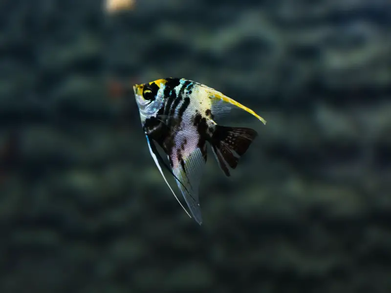 Factors that Affect the Angelfish's Lifespan