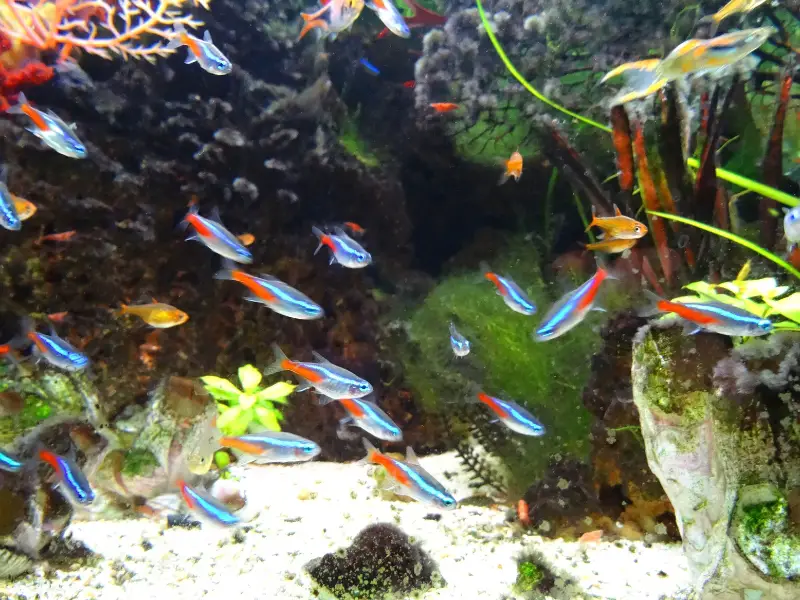 Factors to Consider when Keeping Guppies and Bettas Together