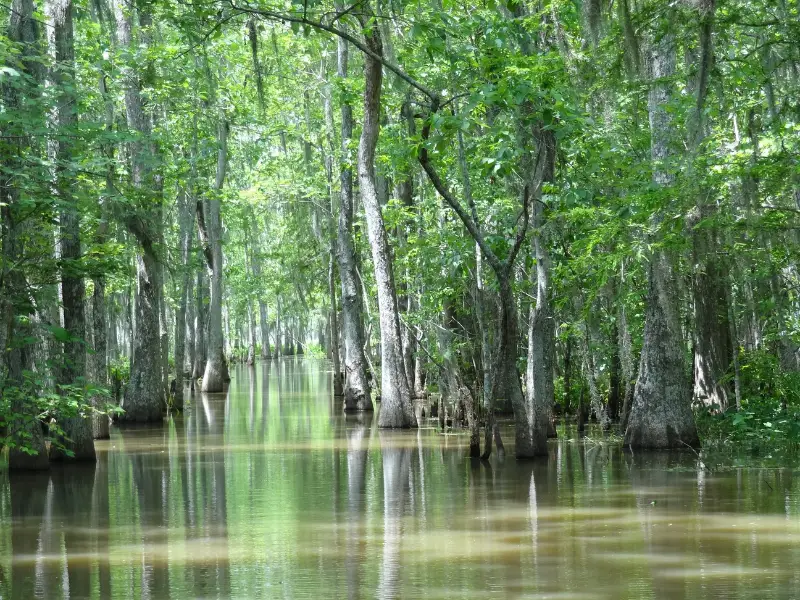 Fishing Rods Regulation in Louisiana