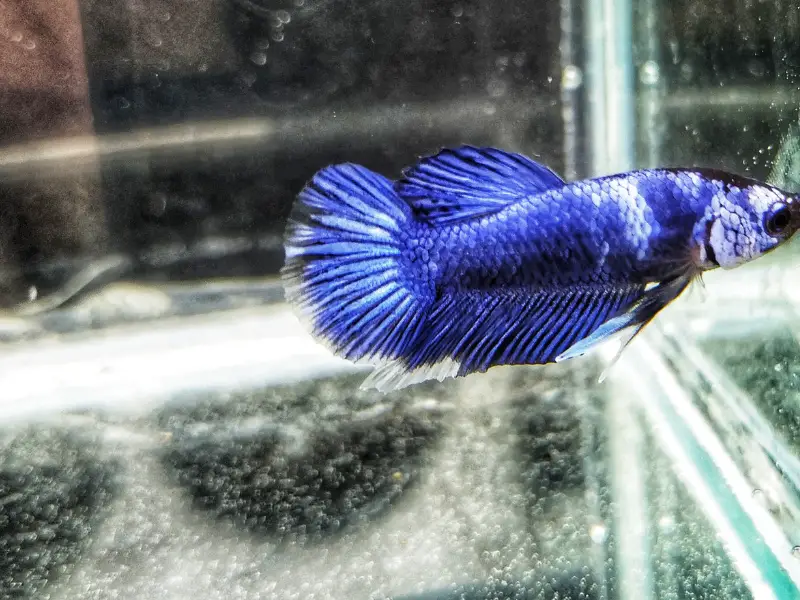 How Do Betta Fish Sleep? - AquariumPub