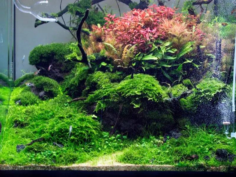 How To Raise PH In An Aquarium? Easy Steps! - AquariumPub