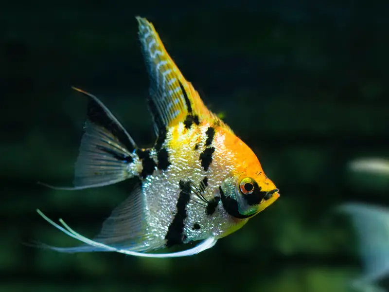 How to Increase the Lifespan of an Angelfish