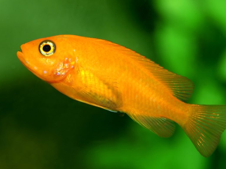 HoleintheHead Fish Disease Symptoms And Treatment AquariumPub