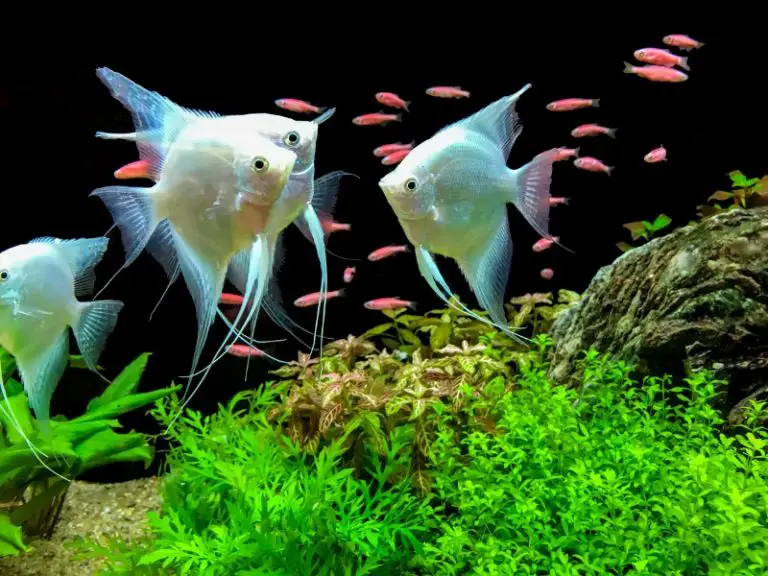 The Lifespan of an Angel Fish