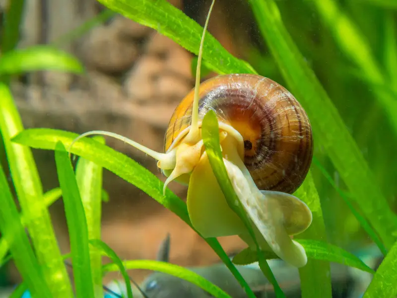 What Animals Eat Snails