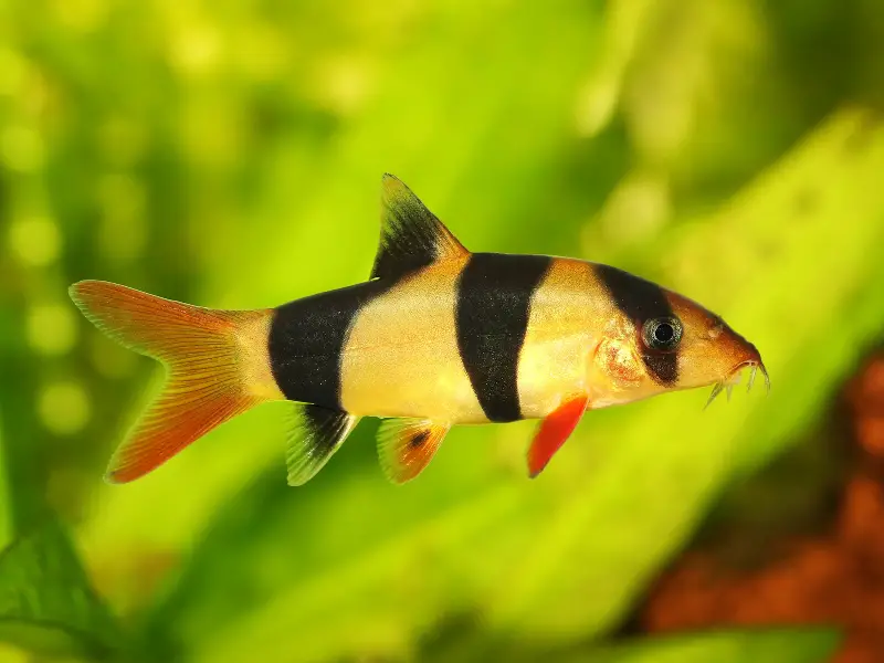 What Causes Swim Bladder Disease in Fish