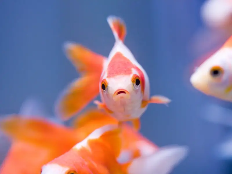 What fish can live with goldfish aquariumpub