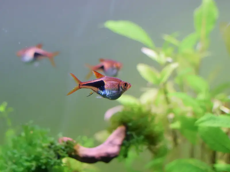 Why Is My Fish Swimming Sideways? Causes And Treatment AquariumPub