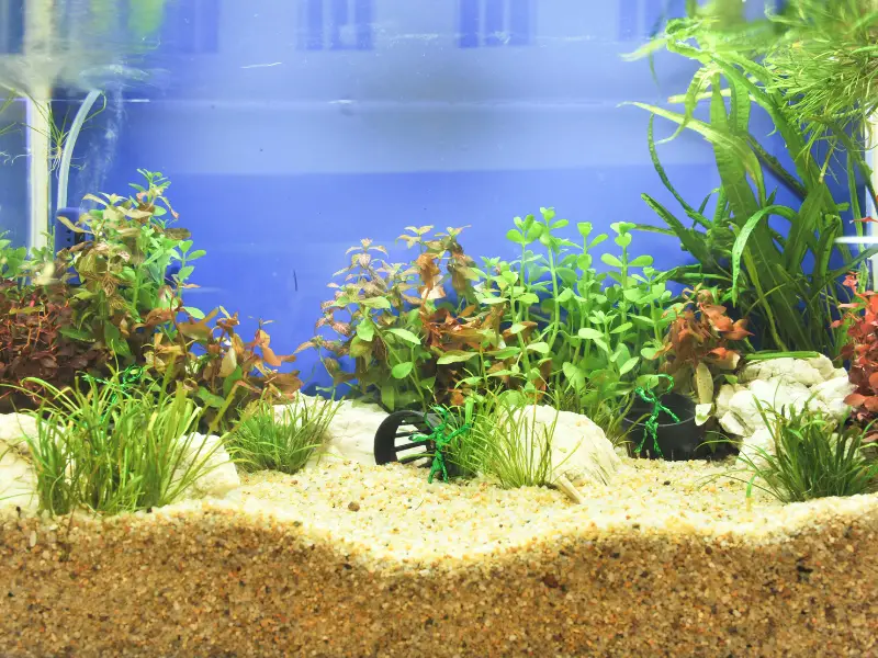 raising ph in aquarium