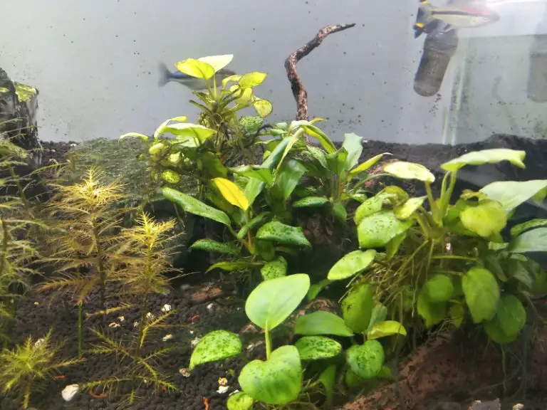 Anubias Aquarium Plant