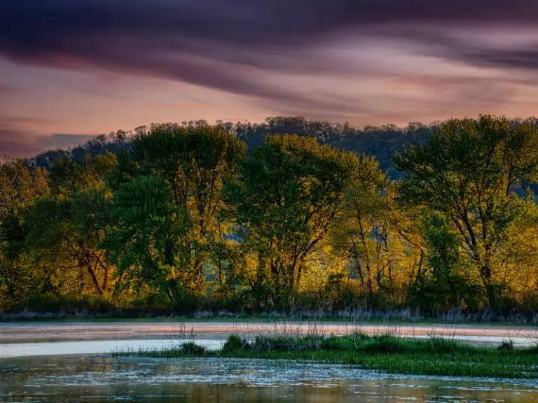Pay To Fish Ponds In Mississippi A Comprehensive Guide AquariumPub