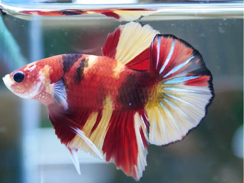 Difference Between a Healthy Betta Fish vs Unhealthy Betta Fish
