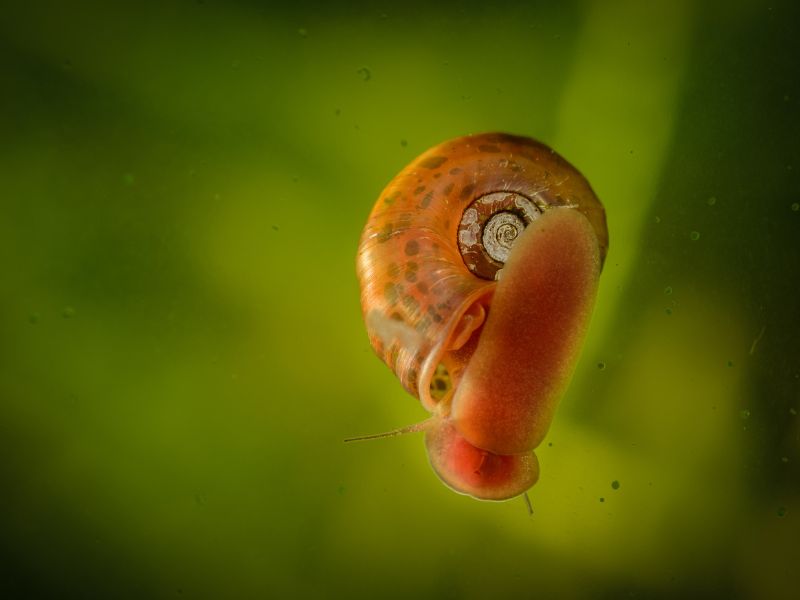 Different Types of Snails