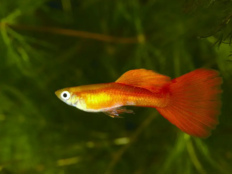 Factors to Consider when Choosing the Best Tank Size for Guppies