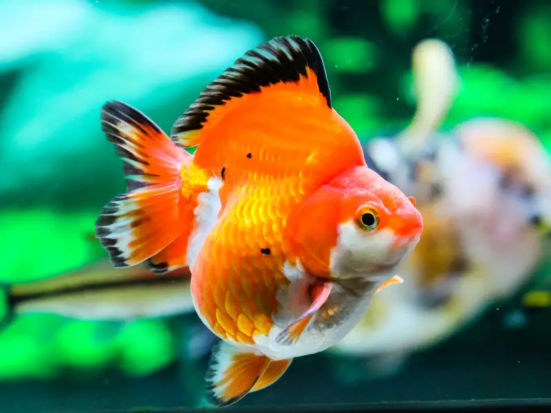 Goldfish Black Spots Common Causes And Treatment AquariumPub