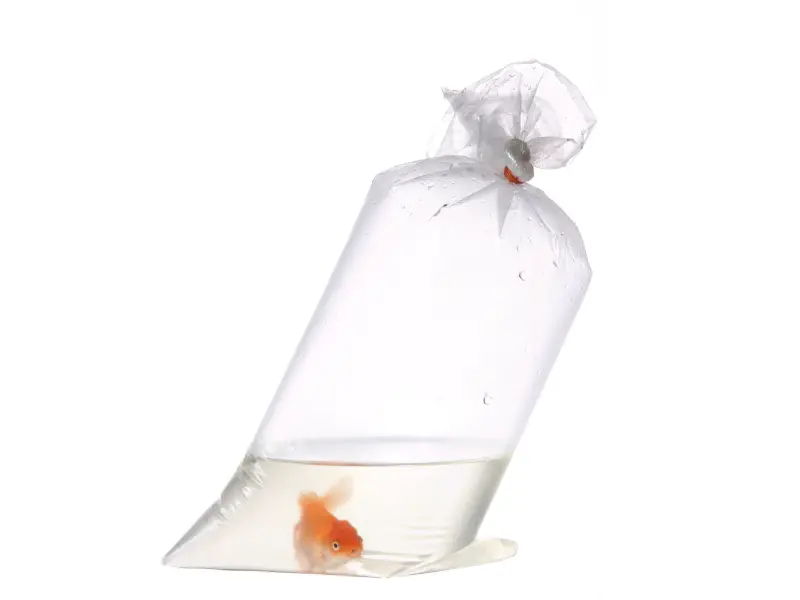 How Long Can a Fish Live in a Bag