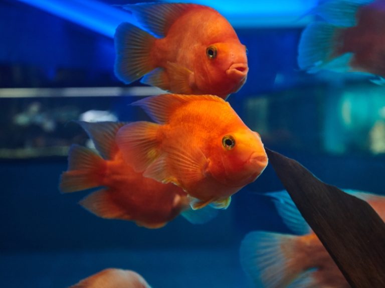 How Many Goldfish Per Gallon