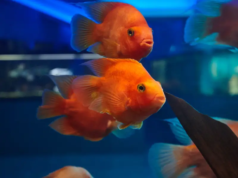 How Many Goldfish Per Gallon The Ultimate Guide To Goldfish Tank