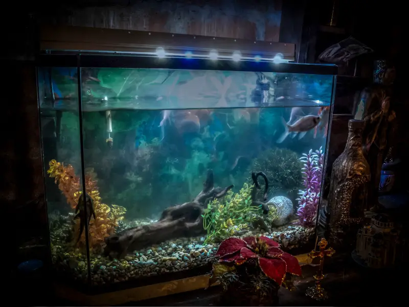How to Prevent Your Fish from Swimming at the Top of the Tank