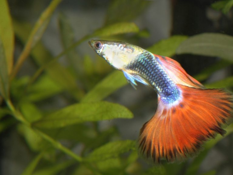 How to Tell If a Guppy Is Pregnant