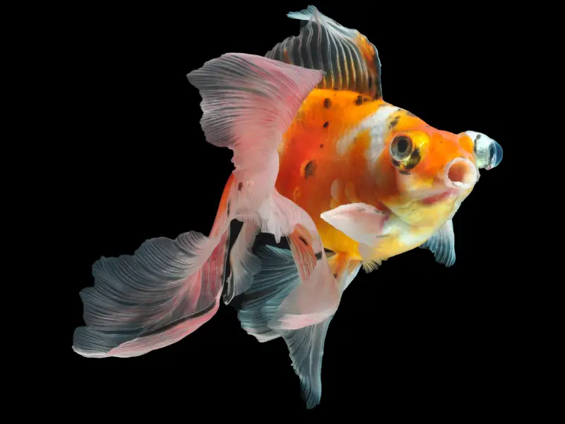 How to Treat Black Spots on Goldfish