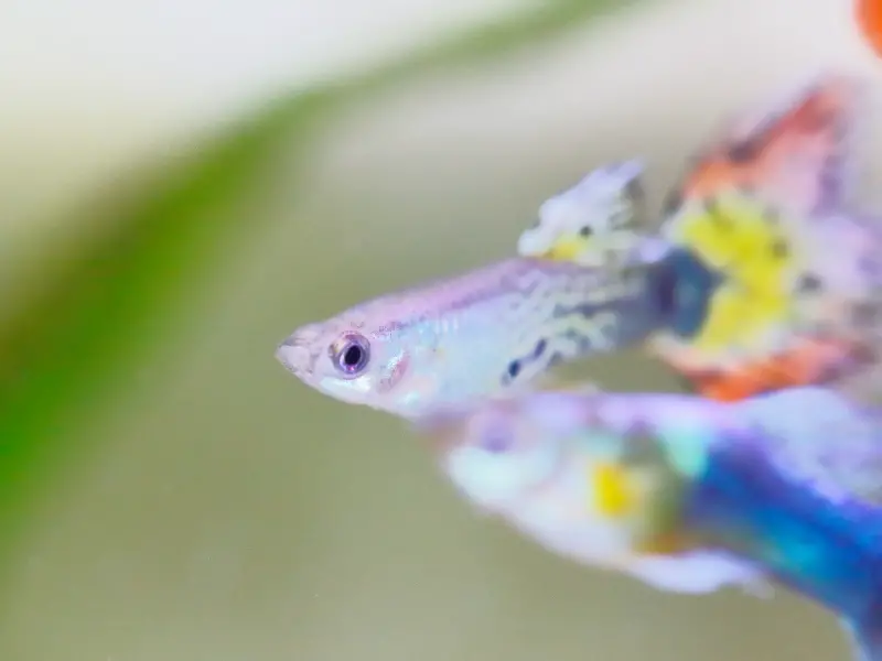 Pregnant Guppy Signs of Delivery