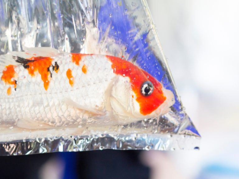 How Long Can Fish Stay In A Bag? - Safety Tips For Transporting Fish
