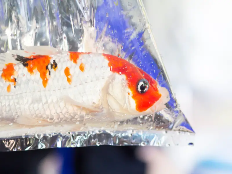 Safety Tips for Transporting a Fish in a Bag