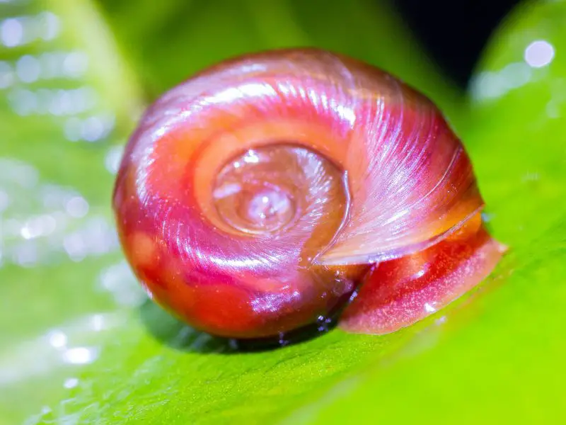 Types Of Snails Discover Their Amazing Diversity! AquariumPub