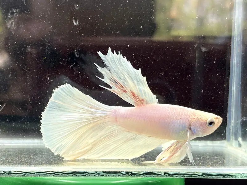 Why Does My Betta Fish Stay At The Top Of The Tank? Common Causes