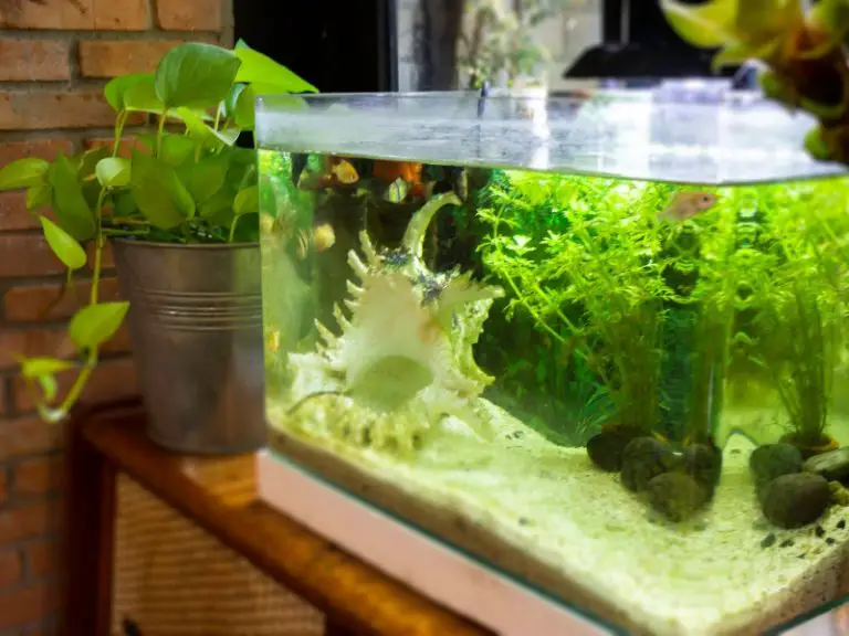 Why Is Your Fish Swimming At The Top Of The Tank? Here’s What To Do