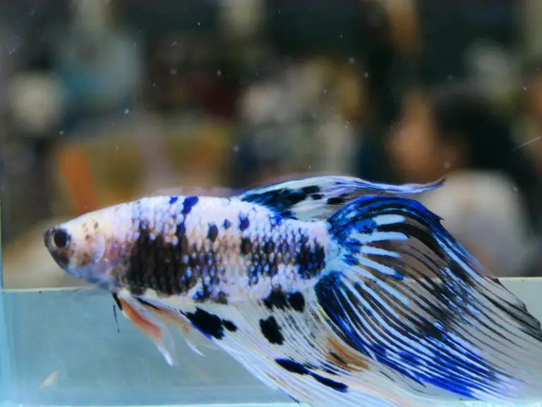 Why Is My Betta Fish Not Moving? Common Causes & Solutions AquariumPub