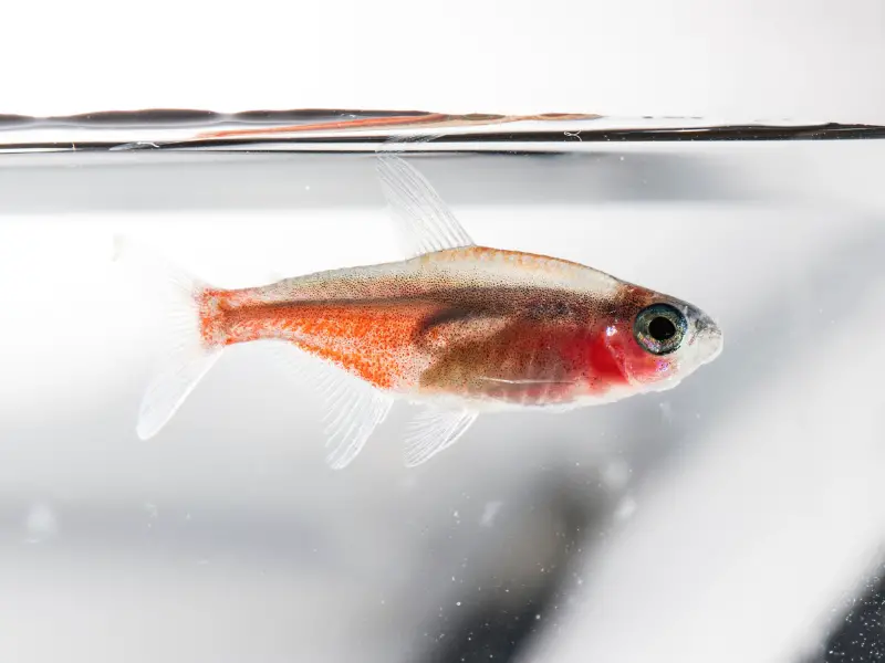 Why Is Your Fish Swimming At The Top Of The Tank? Here’s What To Do