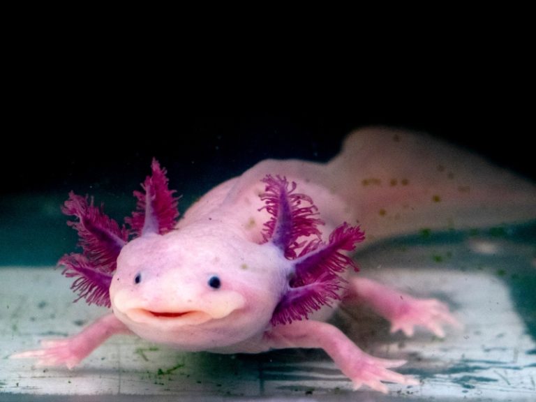 Are Axolotls Freshwater