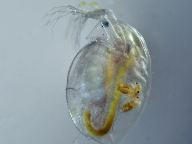 Daphnia For Betta Fish Benefits And Feeding Guide AquariumPub