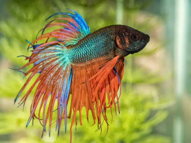 Betta Fin Rot Treatment How To Cure And Prevent Fin Rot In Betta Fish AquariumPub