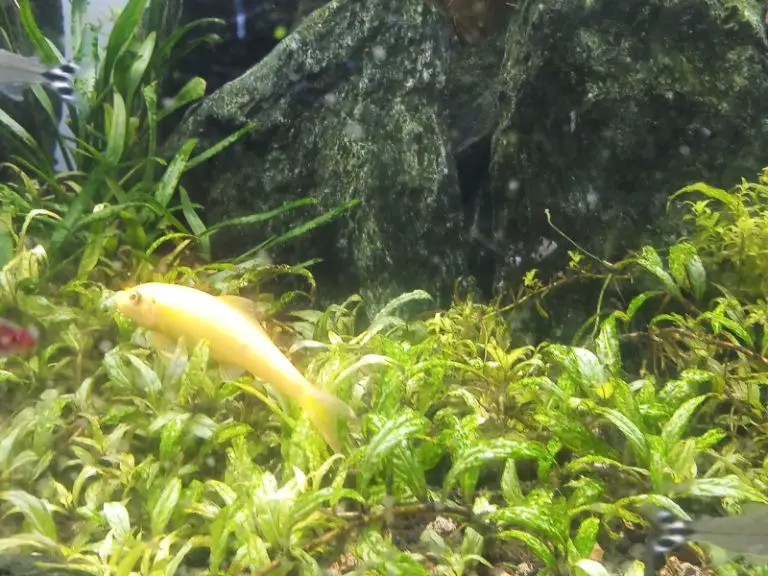 White Algae In Fish Tank Causes And Solutions AquariumPub