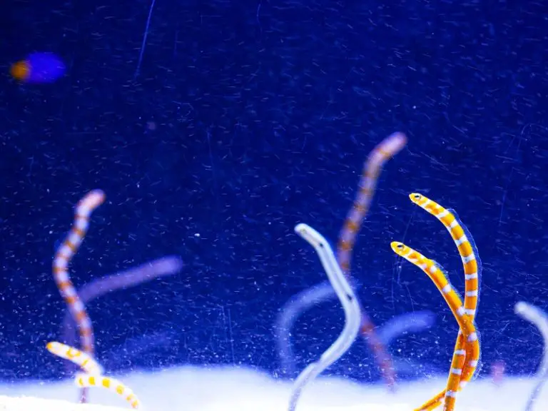 Worms In Fish Tank Causes, Prevention, And Treatment AquariumPub