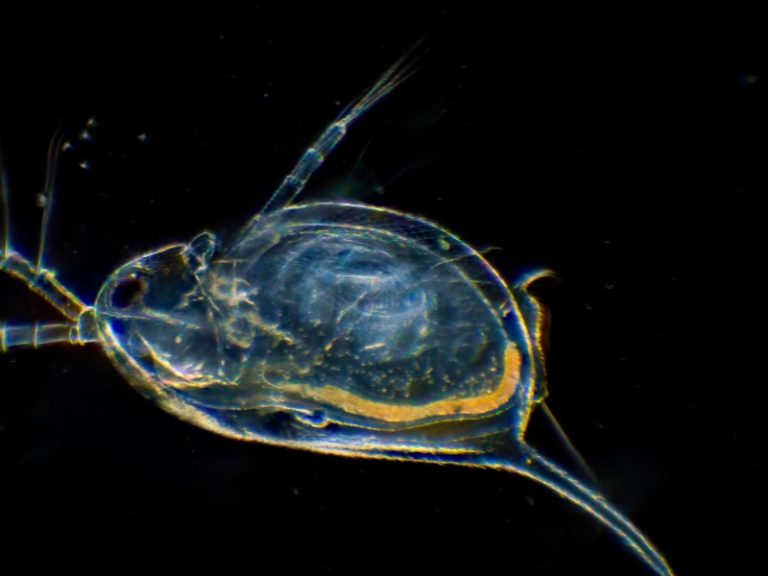 Daphnia for Betta Fish