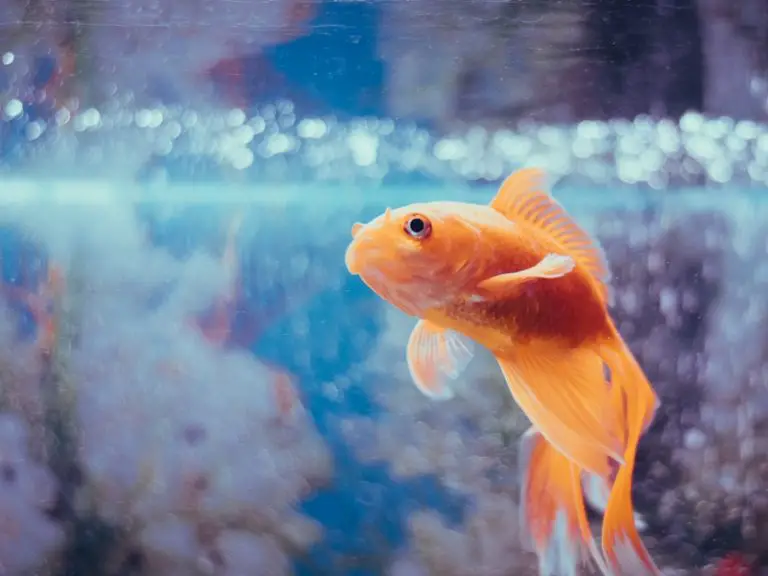 Fish Staying at Top of Tank