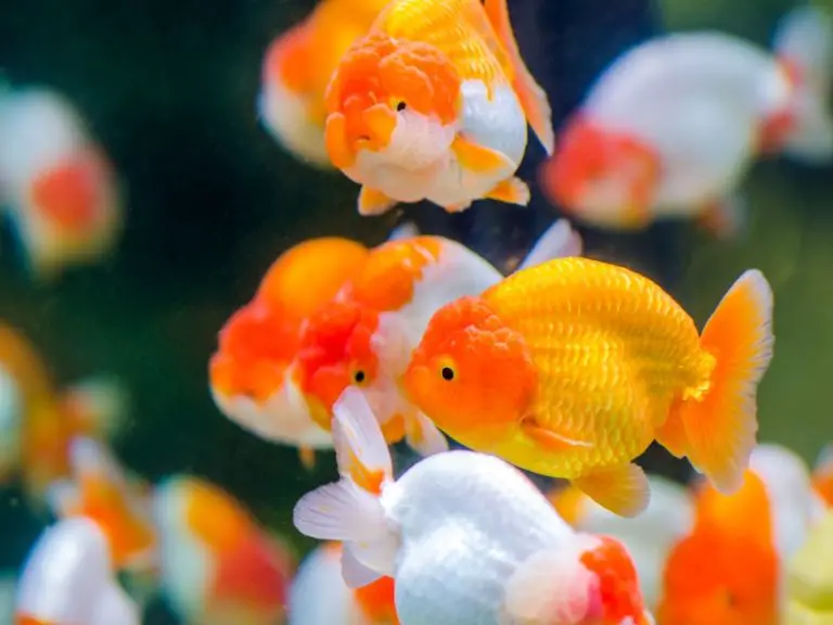 How Long Can Goldfish Go Without Food Expert Answers AquariumPub