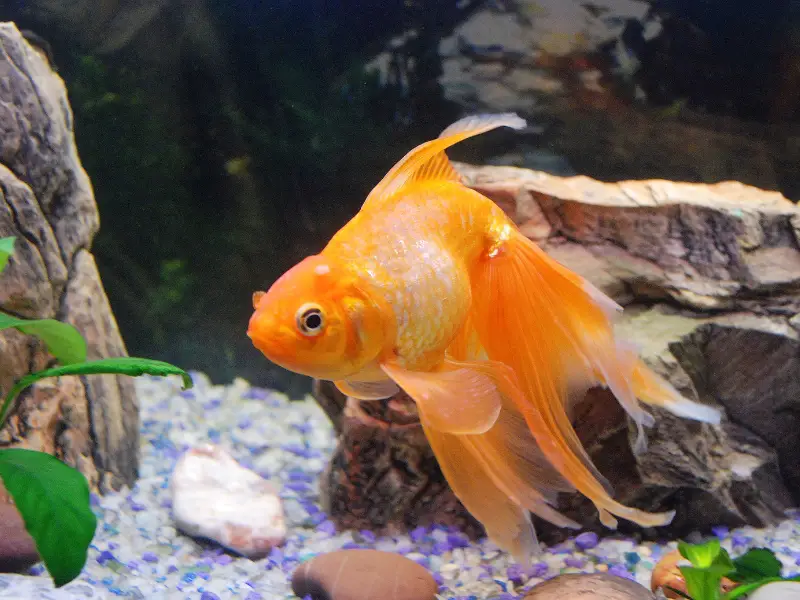 Growth Rate of Goldfish