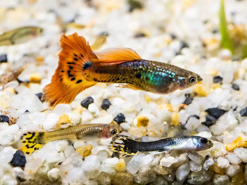 Guppy Litter Size