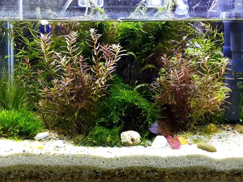 How Big Of A Tank Does A Betta Fish Need Expert