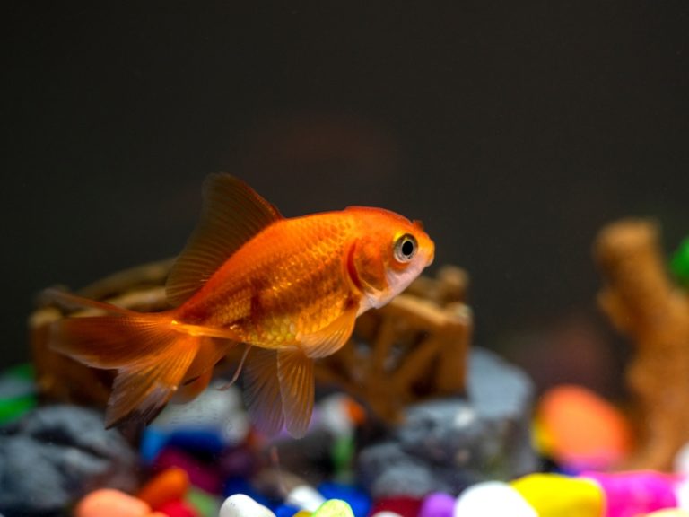 How Fast Do Goldfish Grow